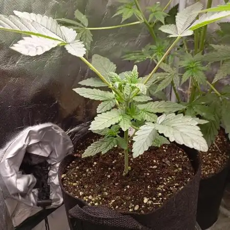 Fat Bastard Auto