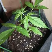 Fat Bastard Auto (2)