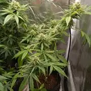 Fat Bastard Auto (2)
