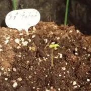 Fat Bastard Auto (2)
