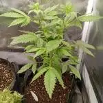 Pineapple Slush XL Auto