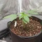 Cinderella Jack Auto