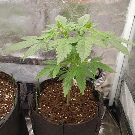 Pineapple Slush XL Auto