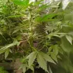 Pineapple Slush XL Auto