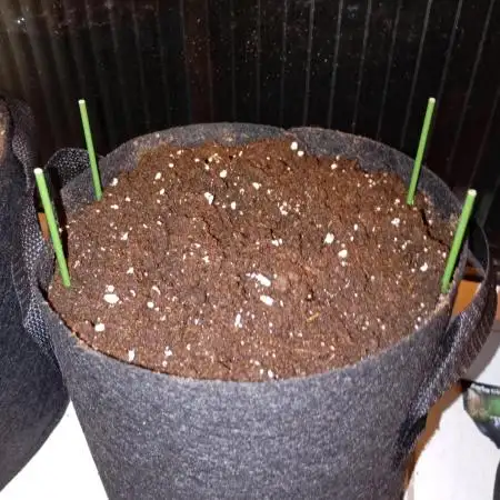 Pineapple Slush XL Auto
