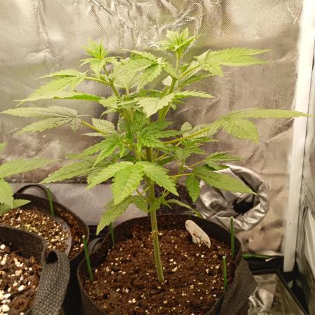 Pineapple Slush XL Auto