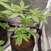 Fat Bastard Auto (2)