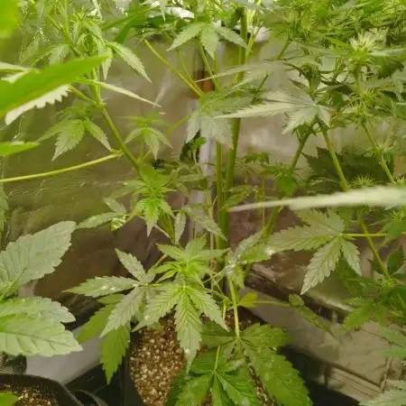 Cinderella Jack Auto