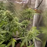 Fat Bastard Auto (2)