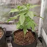 Pineapple Slush XL Auto