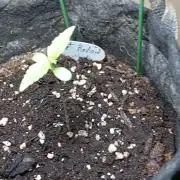 Fat Bastard Auto (2)