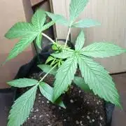 Fat Bastard Auto (2)