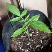 Fat Bastard Auto (2)
