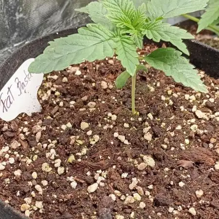 Fat Bastard Auto