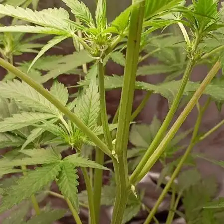 Pineapple Slush XL Auto