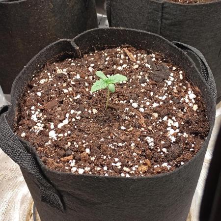 Fat Bastard Auto