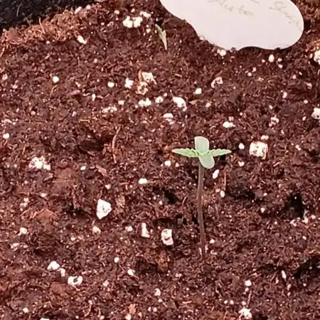 Pineapple Slush XL Auto