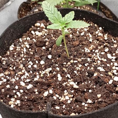 Fat Bastard Auto