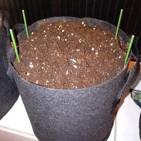 Pineapple Slush XL Auto