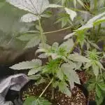 Fat Bastard Auto