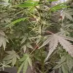 Pineapple Slush XL Auto
