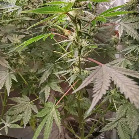 Pineapple Slush XL Auto