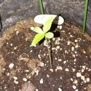 Fat Bastard Auto (2)