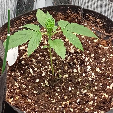 Cinderella Jack Auto
