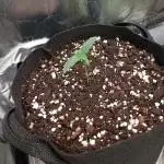 Fat Bastard Auto