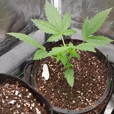 Cinderella Jack Auto