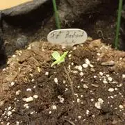 Fat Bastard Auto (2)
