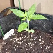 Fat Bastard Auto (2)