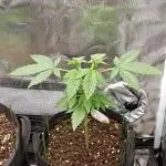 Pineapple Slush XL Auto