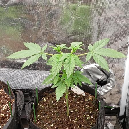 Pineapple Slush XL Auto