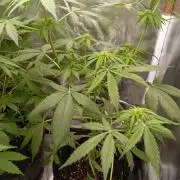 Fat Bastard Auto (2)