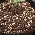 Fat Bastard Auto