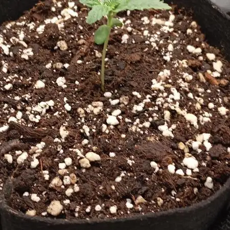 Fat Bastard Auto