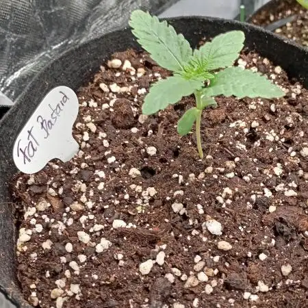 Fat Bastard Auto