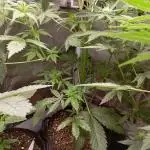 Cinderella Jack Auto