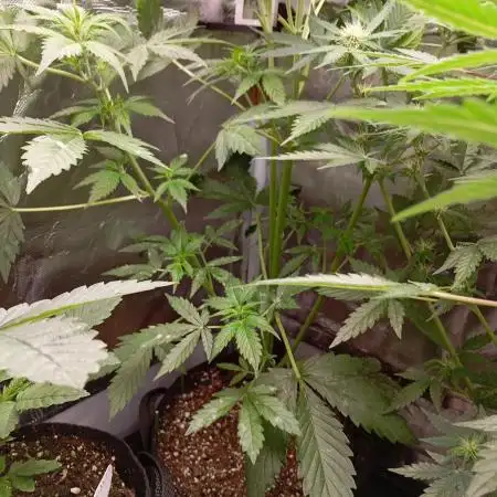 Cinderella Jack Auto