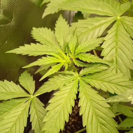 Cinderella Jack Auto