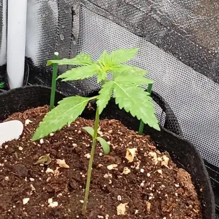 Pineapple Slush XL Auto
