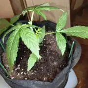 Fat Bastard Auto (2)