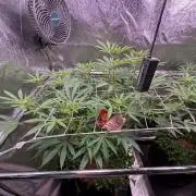 Sour fruit tartare #16