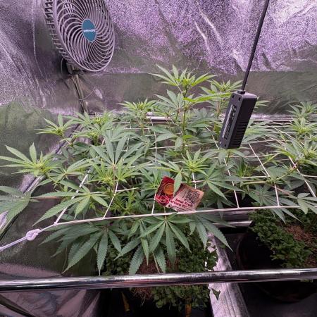 Sour fruit tartare #16