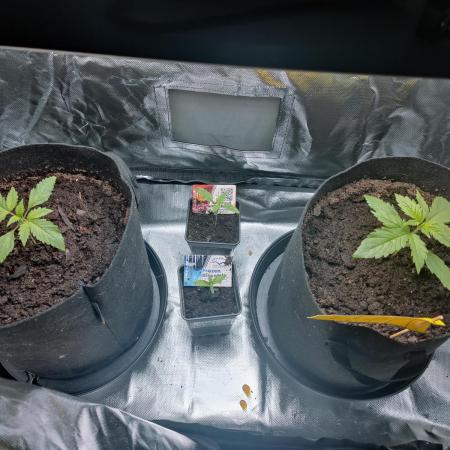 Red Tropicana cookies auto