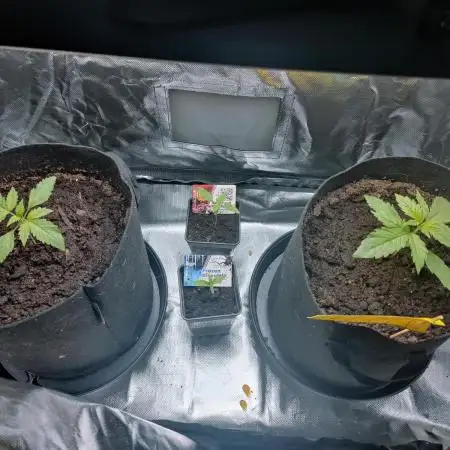 Red Tropicana cookies auto