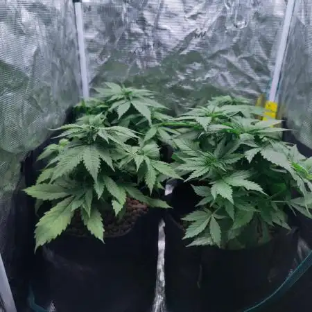 Blueberry auto