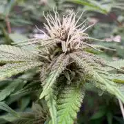 Sour fruit tartare #16