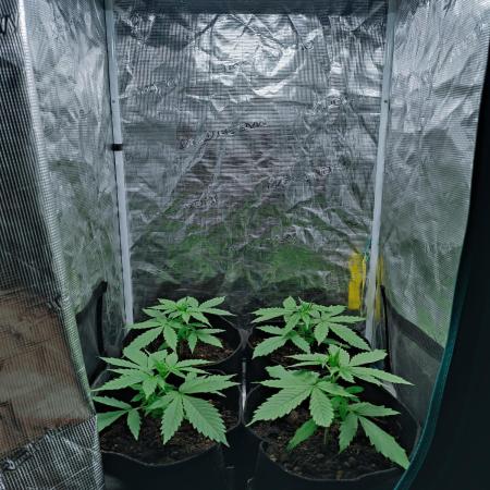 Blueberry auto